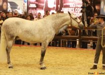 W RAPARIGO VAR, DE Y. ANGUAS MEDINA, CAMPEON JOVEN DEL MUNDO SICAB 2015 (Copiar)